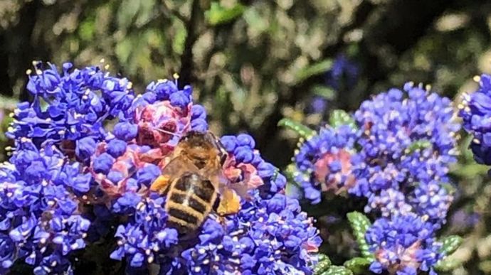 Récolte de pollen jaune sur fleur bleue de céanothe. ©Y. Darricau
